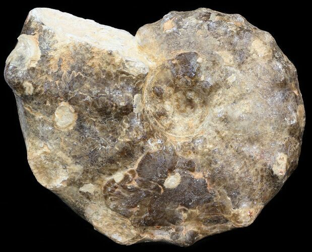 Bumpy Ammonite (Mammites) - Goulmima, Morocco #44649